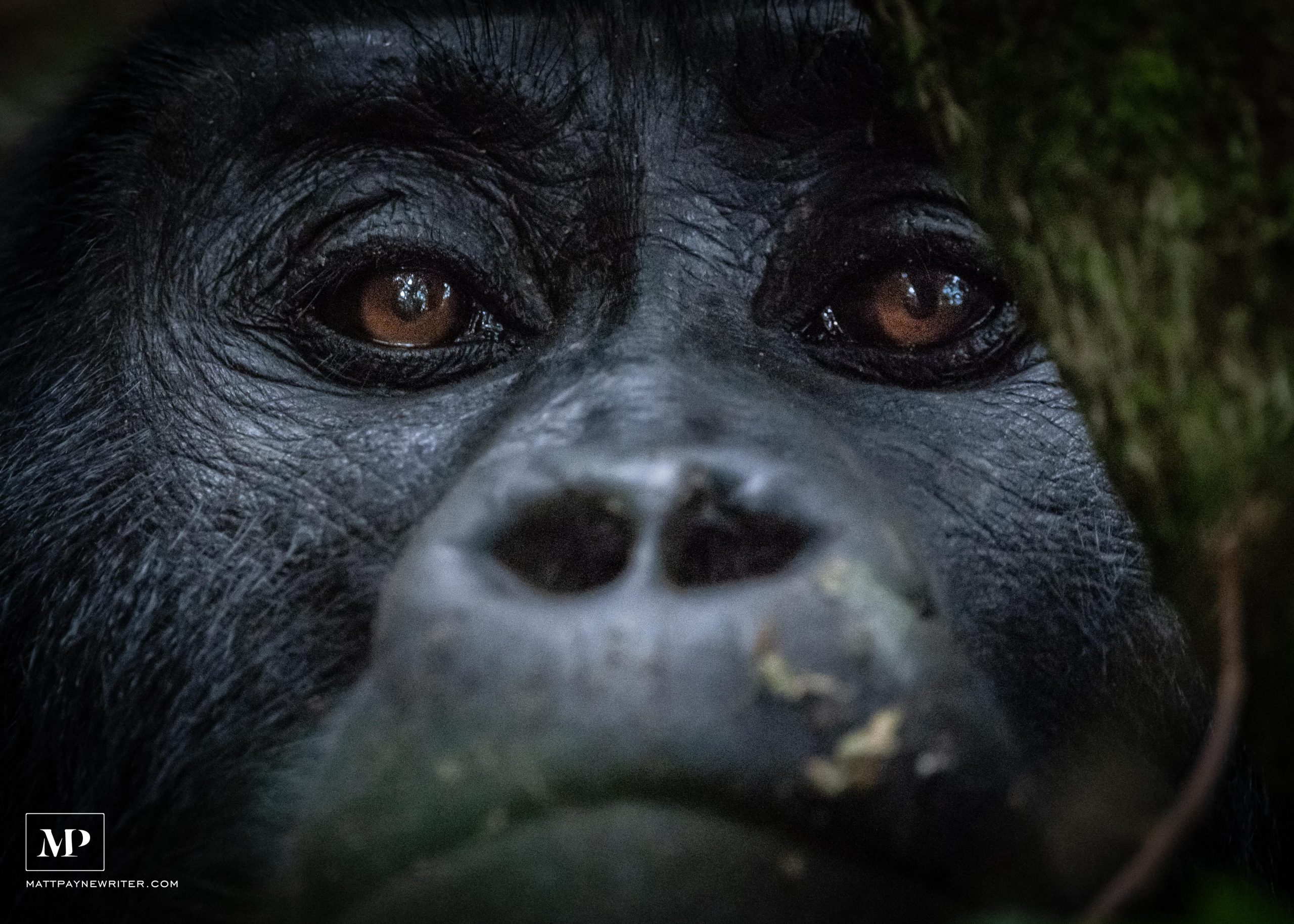 wild mountain gorillas of Uganda