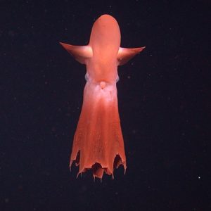 Rare Cirrate Octopus Monterey Bay Aquarium Research Institute