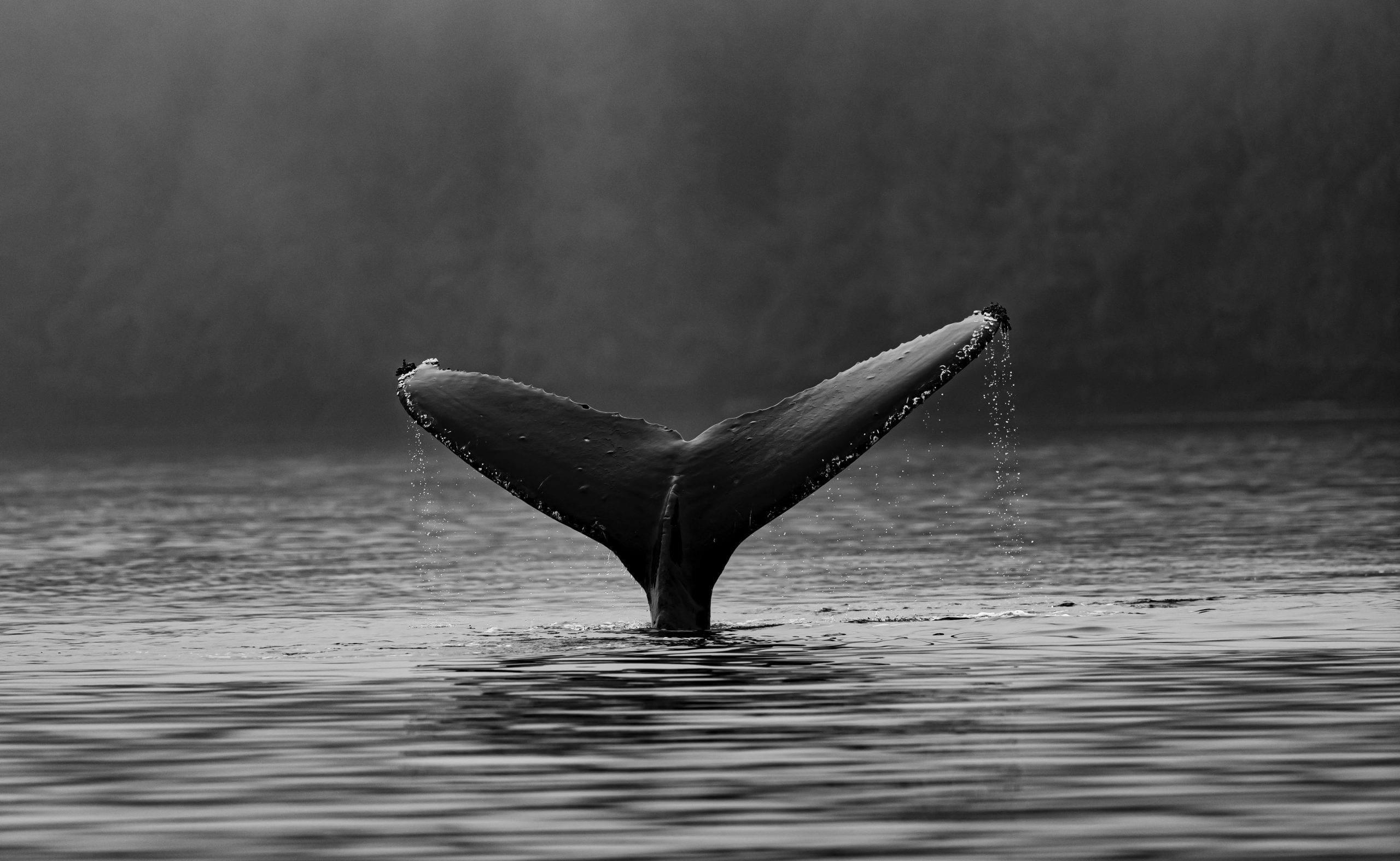 Thomas Lipke Humpback Whale